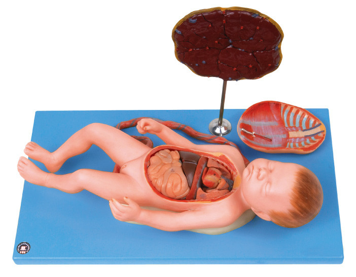 viscus および胎盤の臍の緒、内臓を持つ人間の解剖学モデル胎児