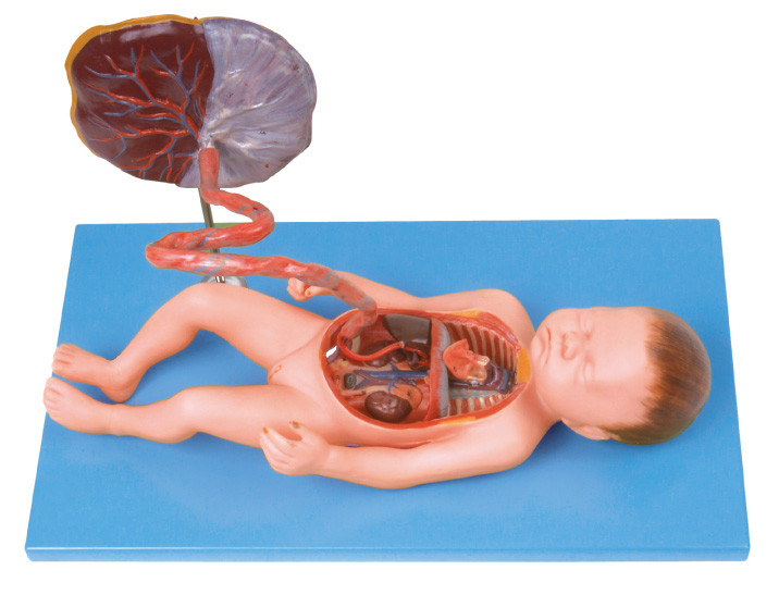 看護専門学校の訓練のための胎児の循環系の人間の解剖学モデル