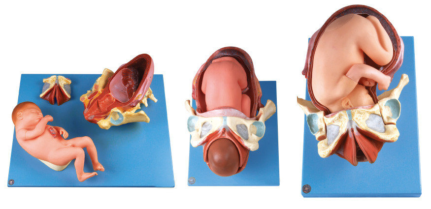 デモンストレーション の出産モデル/人間の解剖学モデルは配達プロシージャを示します