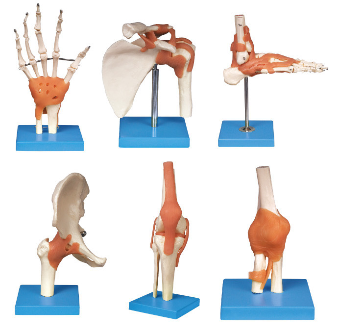 共同シリーズ（肩、肘、ヒップ、膝、手、フィート）人間の解剖学モデル教育用具