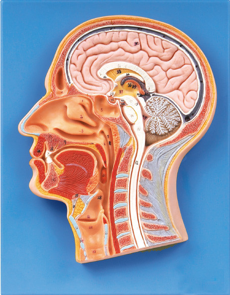 医学大学訓練のための中央セクションが付いている人間の頭モデルの 53 の位置