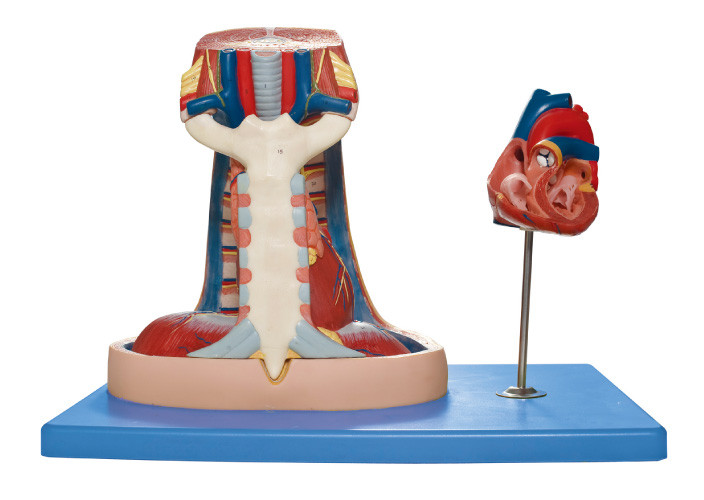 縦隔の医学の訓練のためのモデル（胸骨、胸腺、縦隔）人間の解剖学モデル