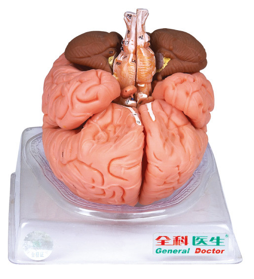 矢状セクションが付いている輸入されたペンキの大人の Anatomyical の頭脳モデル