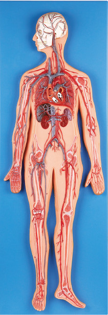 循環系の解剖学モデルは主要な動脈を導入し、張りめぐらします