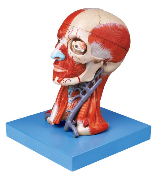 医学大学訓練のためのパテ筋肉そして血管が付いている頭脳モデル