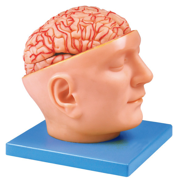 病院のための大脳動脈が付いているヘッド モデル、学校の学習