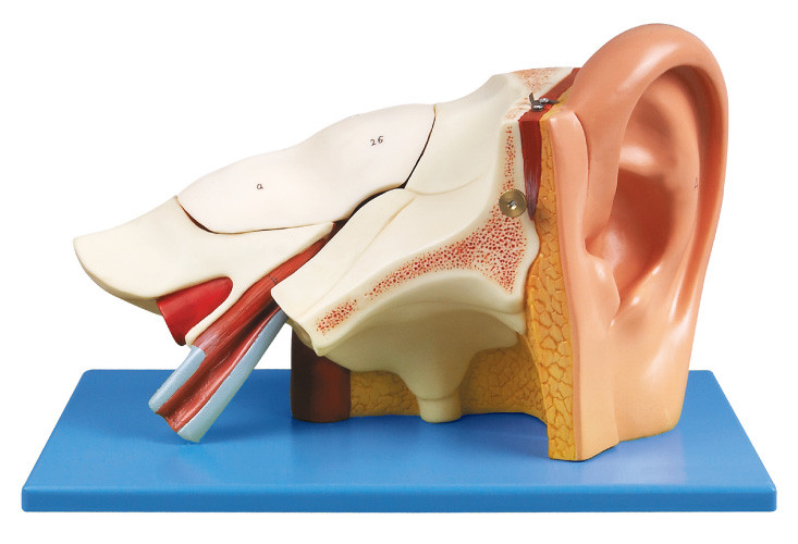 3 回の耳の shool の訓練のための取り外し可能な標準の人間の解剖学モデル