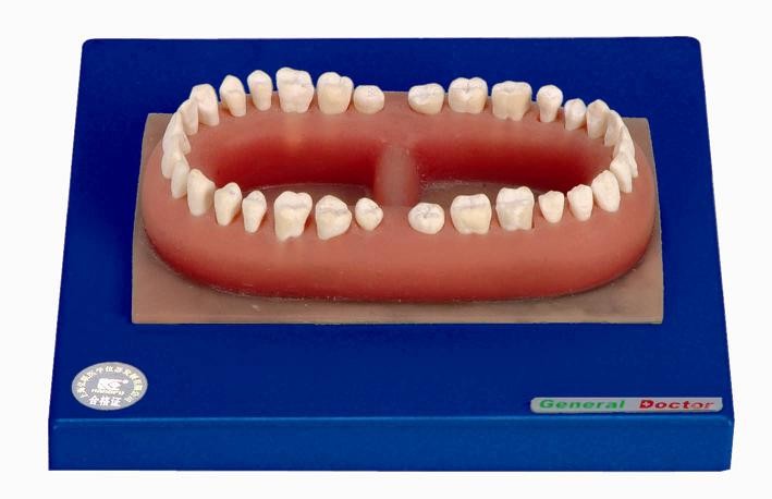解剖訓練のためになされる大人の高度ポリ塩化ビニールの人間の歯モデル