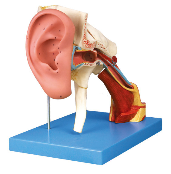 Removeable の耳の人間の解剖学モデルは訓練のための外的な、中間中耳を示します