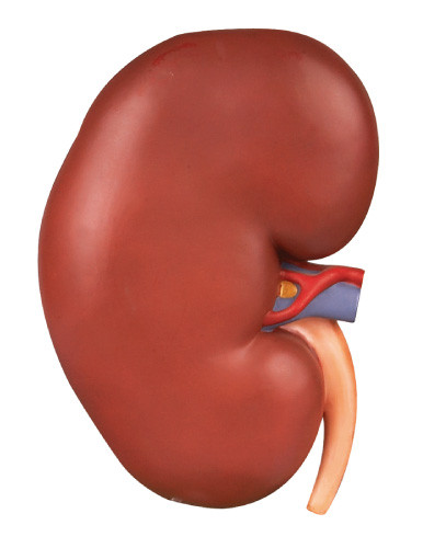 腎臓の拡大の人間の解剖学モデルは大学訓練のためのセクションを示します