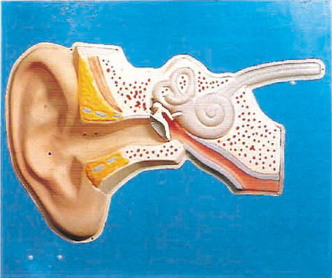 耳の医学の訓練のための聴覚の正規の人間の解剖学モデル
