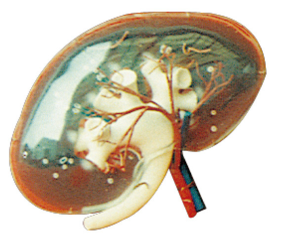 医学大学訓練のための透明な腎臓の区分モデル