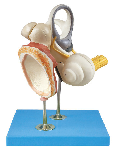 中耳、聴覚の Ossicle および Membrance の Tympanic 人間の解剖学は模倣します