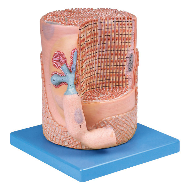 モーター エンドプレートの医学の教育のための人間の解剖学モデルが付いている神経系の骨格筋繊維