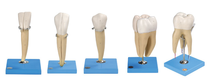5 種類の解剖訓練のための高度ポリ塩化ビニールから成っている人間の歯モデル