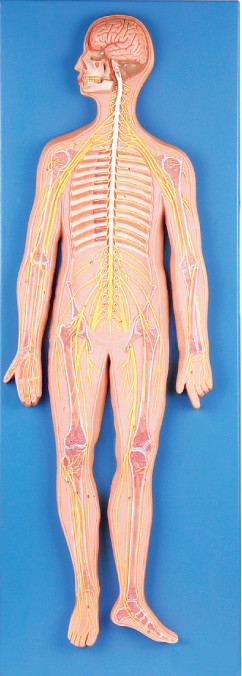 33 の位置の神経系の人間の解剖学モデル医学のシミュレーター