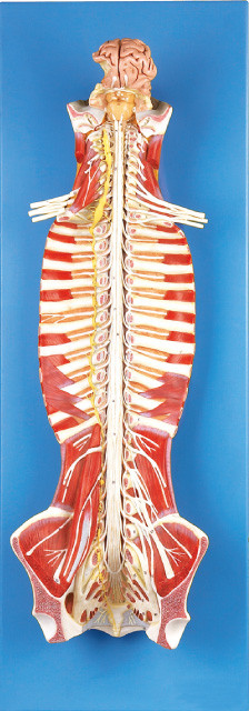 脊柱管の人間の解剖学モデル訓練の人形の脊髄