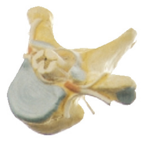 脊髄の医学のシミュレーターのための横断面の人間の解剖学モデルとの胸部の Vertrebra