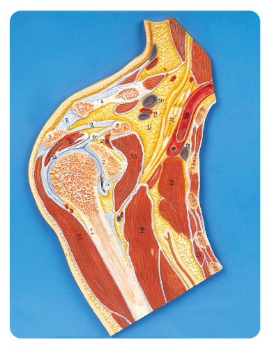 肩関節セクション医学の解剖学は 23 の位置によって表示される教育モデルを模倣します