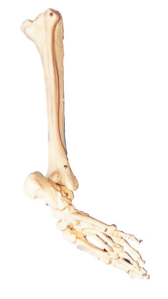 フィート、腓骨および shinebone の人間の解剖学の骨は訓練用具を模倣します