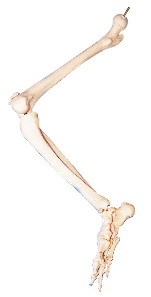 より低い肢の人間の解剖学 3d の骨は解剖教授のために模倣します