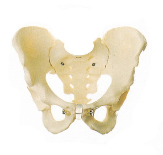 男性の骨盤の学校の educattion のための人間の解剖学モデル 1 つの年の保証
