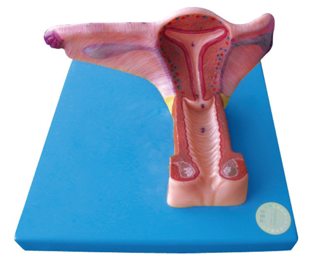 19 の位置の女性の内部の生殖の人間の臓器モデルは訓練のために表示されます