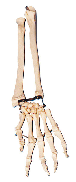 肘が付いているやし骨-骨および放射状の骨は解剖学のモデル訓練用具を武装させます