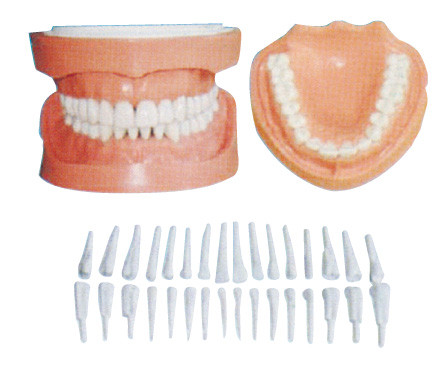 取り外し可能な人間の歯は根/歯科患者教育モデルと模倣します