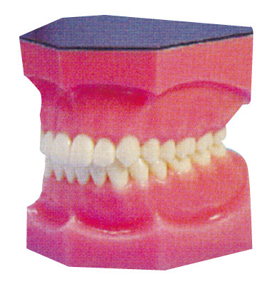 増幅された歯科歯は見習い期間および医学生の訓練のために模倣します