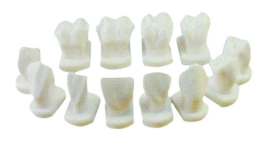 12 種類の歯の形態は解剖の、歯科患者教育モデルのために模倣します