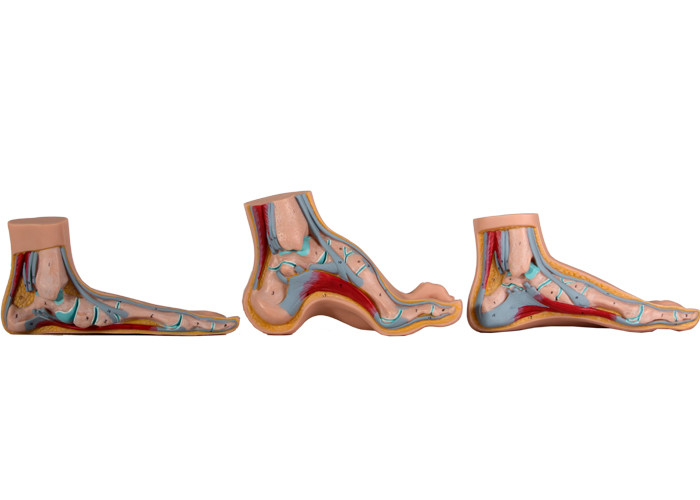 医学の訓練のための正常で/平らな/アーチ形にされた解剖フィート モデル