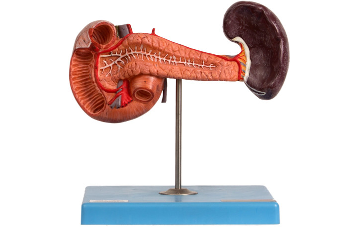 ポリ塩化ビニールの教える病院のための解剖膵臓の脾臓の十二指腸モデル