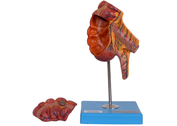 ポリ塩化ビニールの付録盲腸の医学の訓練のための人間の解剖学モデル17位置