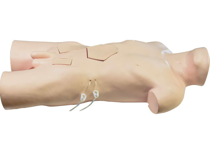 衛生学校の訓練のためのポリ塩化ビニールの胴の外科訓練モデル