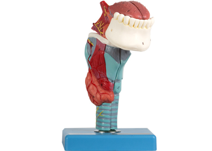 解剖学モデル喉頭は5部から示す解剖Strucureを成っている