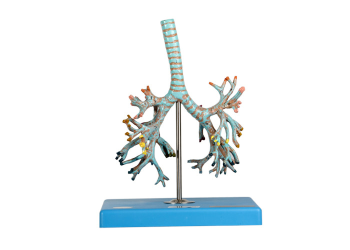 学校の訓練のための26の位置の気管支を搭載する解剖学の気管モデル