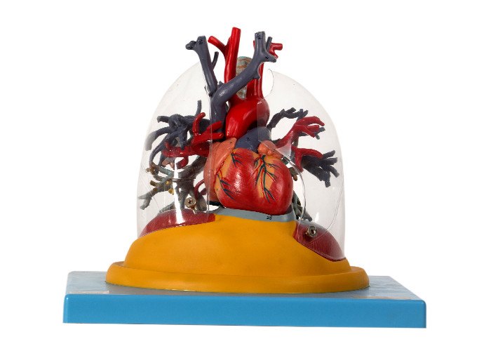 中心が付いている人間の解剖学モデル透明な肺、気管および気管支木