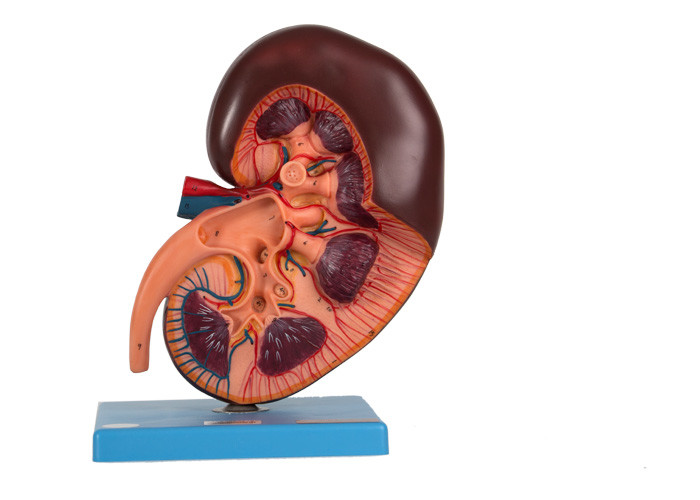 腎臓の解剖学モデルは大学訓練のためのStructionを示す