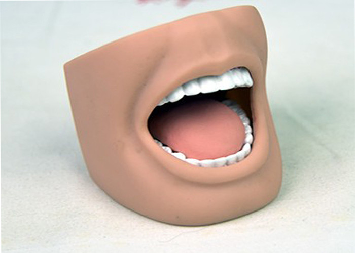 歯科看護の人体摸型の完全な歯ISO 9001-2000の大人の口モデル
