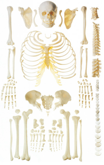 骨のデモンストレーションのための分散させた骨の人間の骨組解剖学モデル