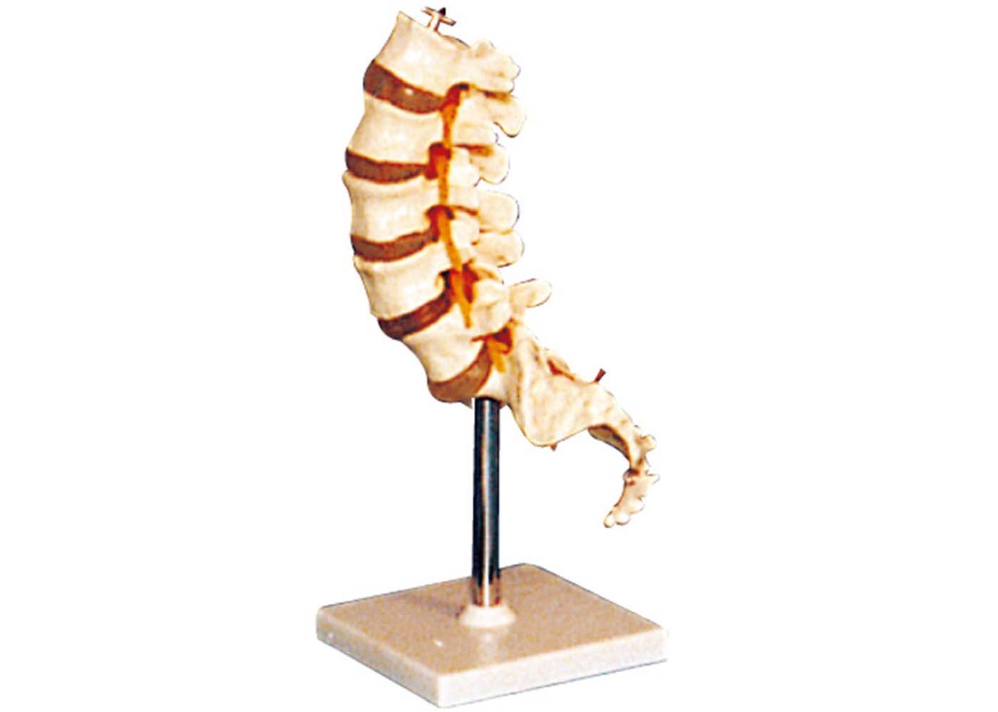 支承板の大学訓練のための人間の解剖学モデルで固定される腰神経椎骨