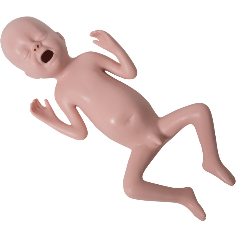 未熟児の触診の小児科のシミュレーションの人体摸型