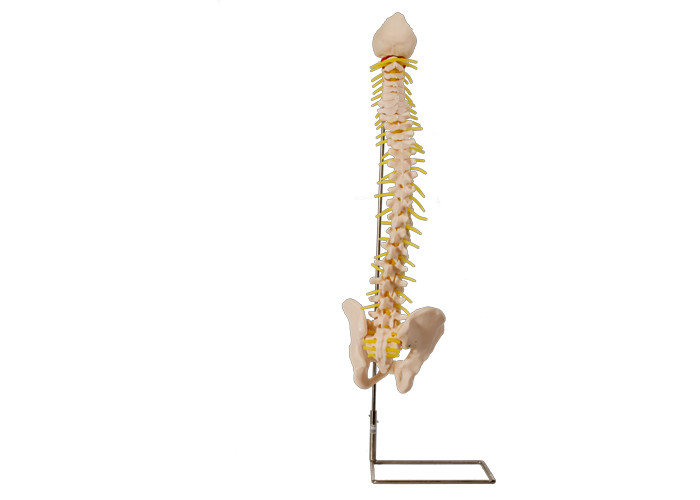 骨盤の医学の訓練ポリ塩化ビニールの解剖学の脊柱モデル