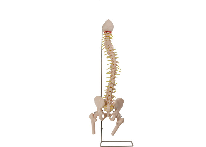 解剖構造の訓練のための大腿部の頭部ポリ塩化ビニールの脊柱の皮膚色