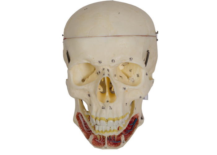 神経を搭載する大人の頭骨モデルおよび衛生学校の訓練のための動脈