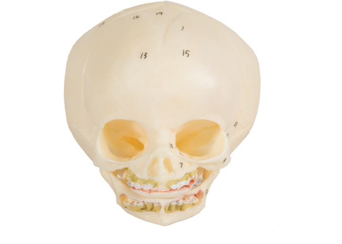 大学のための訓練の幼児医学の頭骨のモデル皮膚色
