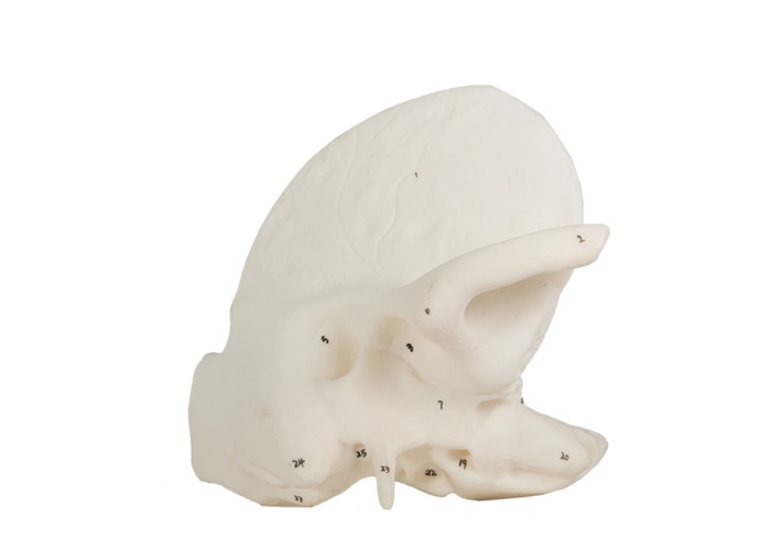 衛生学校の訓練のための人間の解剖側頭骨モデル