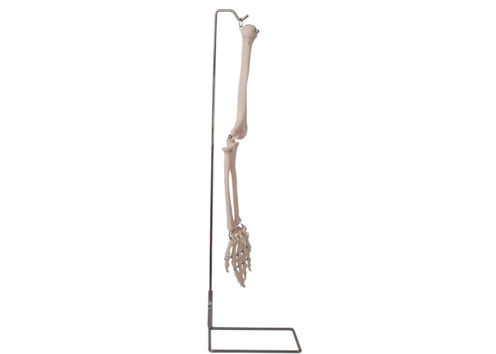 ISO 9001の解剖学の解剖教授のための人間の腕骨モデル3D