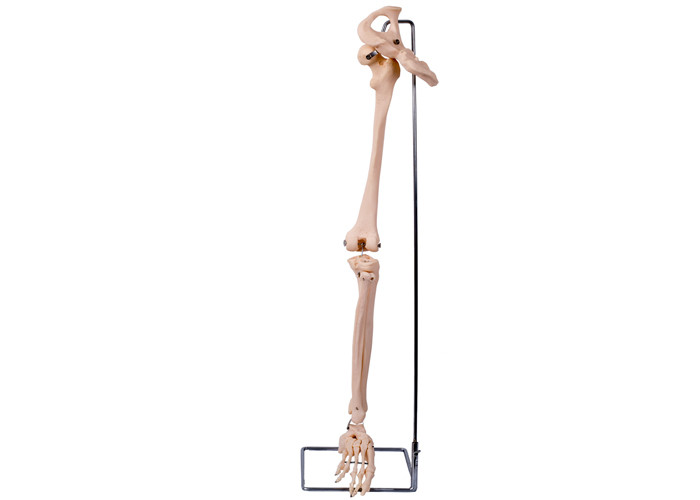 ポリ塩化ビニール3Dは肢の医学の訓練のための情報通の骨モデルを下げる